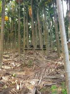 海南省三亚市海榆中线国道边80亩土地转让