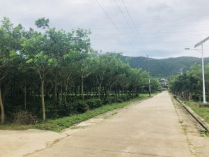 海南省三亚市117亩林木苗圃地转让