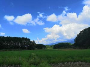 海南省陵水黎族自治县蔬菜粮油地2000亩转让