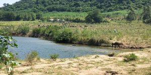 海南省东方市450亩旱地出租