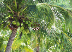 琼山区红旗镇土地30亩泰国金椰子园转让