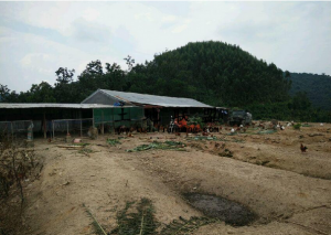 海南省海口市澄迈县100亩农场土地转让