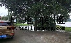 海南省海口市秀英区20亩林木苗圃地转让