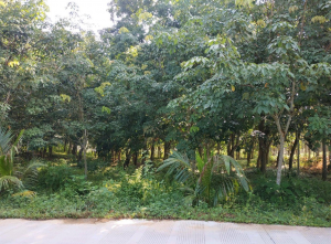 海南省万宁新中农场50亩土地转让