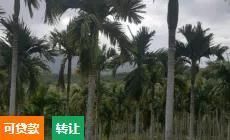 低价急转让槟榔园15亩