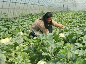 海南省海口市133亩水果茶桑地出租