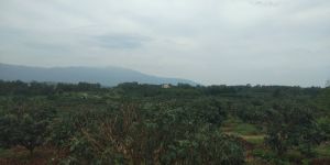 海南澄迈620亩园地转让