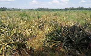 澄迈80亩菠萝地出租