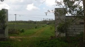 海南省海口市美兰区水果茶桑地150亩仅限用于流转