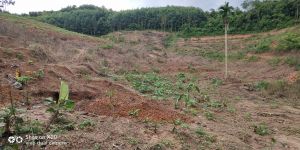 海南省乐东黎族自治县1600亩果园转让