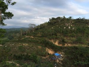 海南保亭县城附近40亩果园转让