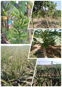 海南省东方市蔬菜粮油地2000亩出租