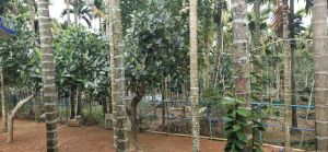 海南省琼海市100亩林木苗圃地出租