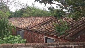 海南省澄迈县32亩林木苗圃地出租