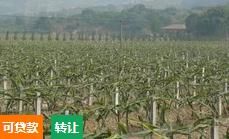 (转让) 昌江昌化镇80亩火龙果园