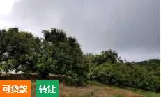 (转让) 琼中湾岭镇 土地 100亩