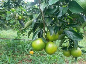 海南省澄迈县38.8亩果园转让可