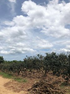 海南陵水提蒙380亩荔枝园转让