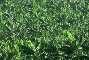 海南省澄迈县桥头镇40亩果园出租