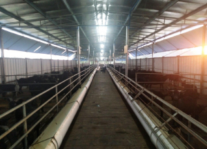  澄迈金江18公里 50亩养殖场转让