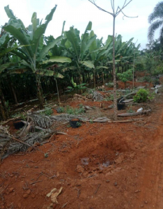 海南省澄迈县福山镇周边 土地 15亩出租