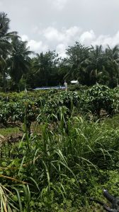 海南省三亚市2亩宅基地转让 可做铺面