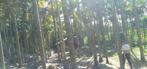 海南省省定安县180亩林木苗圃地出租