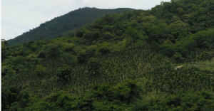 海南省三亚市天涯镇40亩设施农用地转让