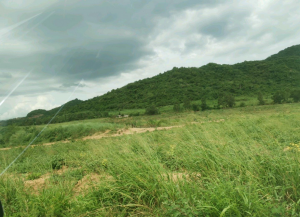 海南省东方市1400亩果园出租