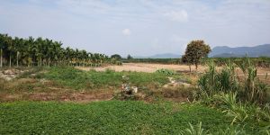 海南省三亚市230亩果园出租