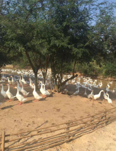 海南省澄迈县山口村 土地 110亩转让或出租