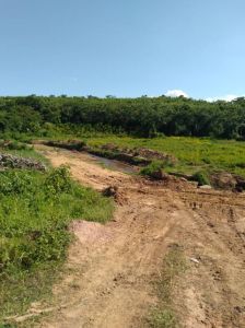 海南省定安县180亩林木苗圃地出租