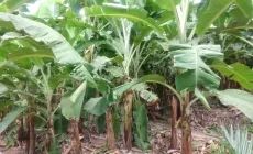 海南乐东县抱由镇附近400亩种植香蕉地出租