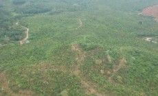 海南陵水320亩果园转让