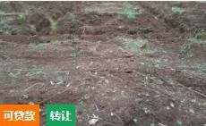 海口琼山区 63亩 果园 转让