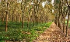 海南省海口市琼中210亩橡胶林转让