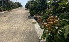 海南省三亚市崖城镇82.23亩果园转让