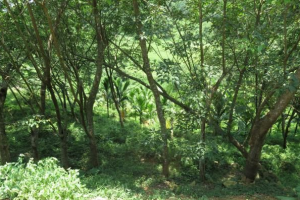 海南省屯昌县550亩旱地转让