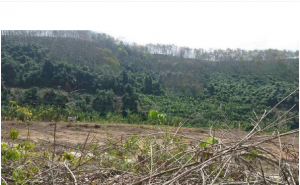 乐东县1000亩种植地出租