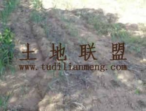 琼山区旧州镇旧州村1000亩农用地转让