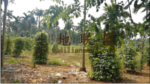 海南琼海市40亩有林地转让