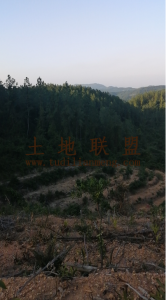 琼中800亩种植地转让