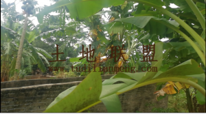 琼海大路镇70亩荒地转让