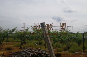 海口100亩大青枣园地转让