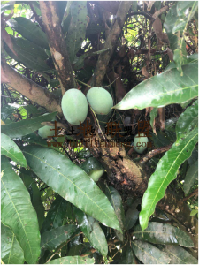 海南陵水文罗镇600亩种植果园 出租