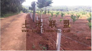 琼山区大坡镇100亩红土地转让