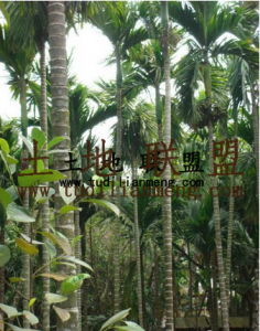 海南省三亚市天涯区60亩农场出租