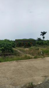 陵水40亩芒果园 转让