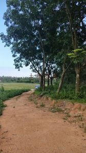 三亚市国营南田农场6亩农村宅基地转让