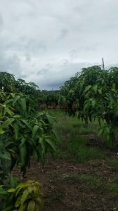 陵水文罗镇1000平宅基地 转让